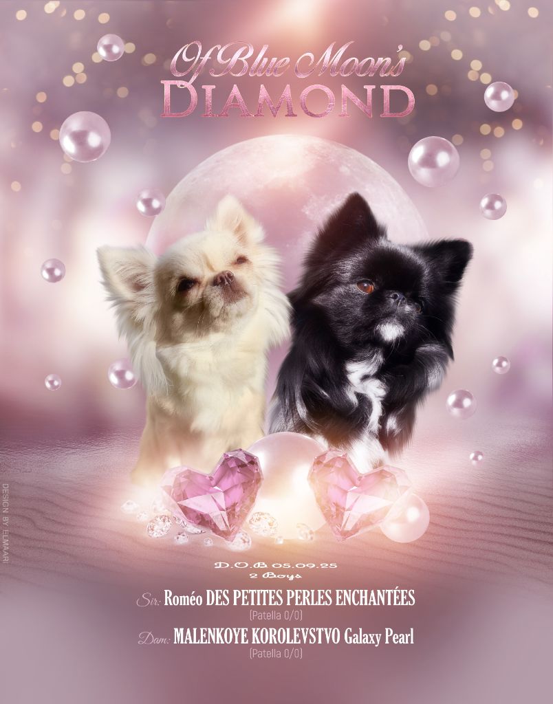 Chiot Chihuahua Of Blue Moon's Diamond