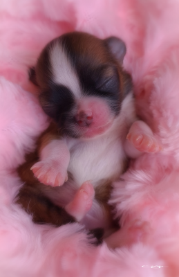 Chiot N°3