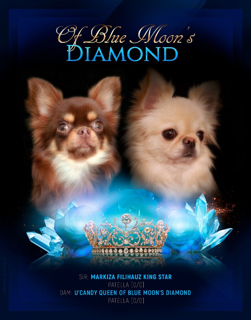 Chiot Chihuahua Of Blue Moon's Diamond